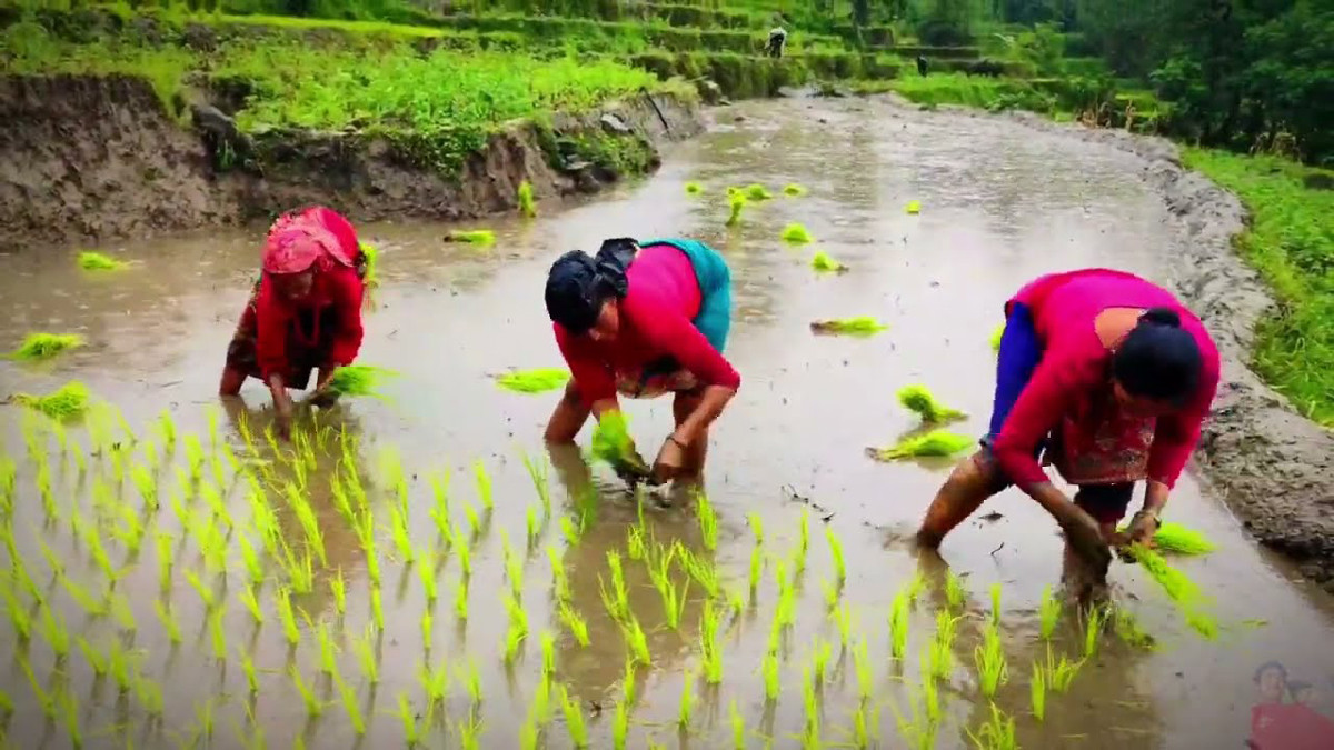 देशभर ९ लाख ४० हजार पाँच सय हेक्टर क्षेत्रफल रोपाइँ, सबैभन्दा बढी सुदूरपश्चिममा
