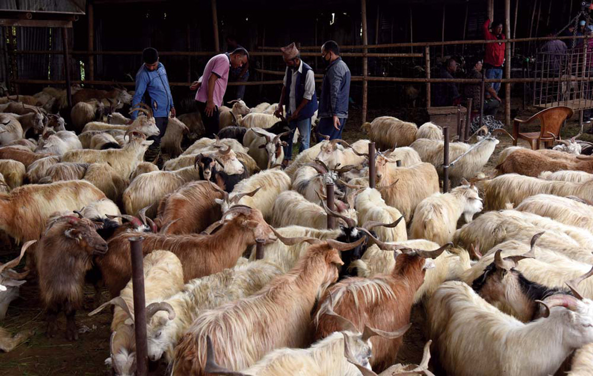 दसैँमा उपत्यकाका लागि तेइस हजार खसीबोका  र च्याङ्ग्रा ल्याउने तयारी