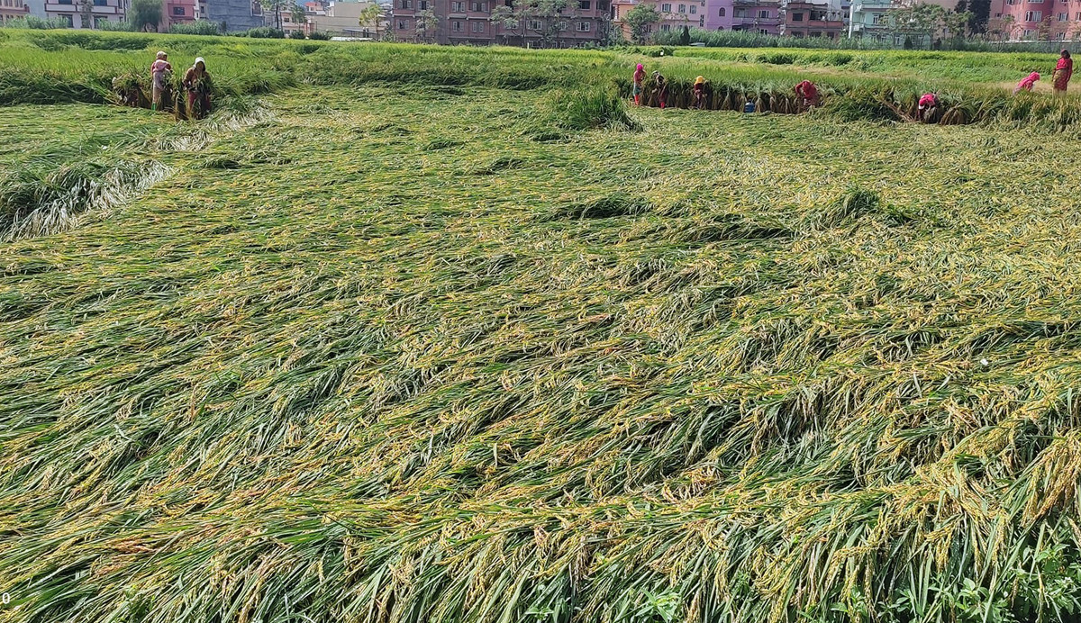 अविरल वर्षाका कारण कृषिमा छ अर्बको क्षति, धान बालीमा मात्रै  तीन अर्ब ५० करोड रुपियाँ