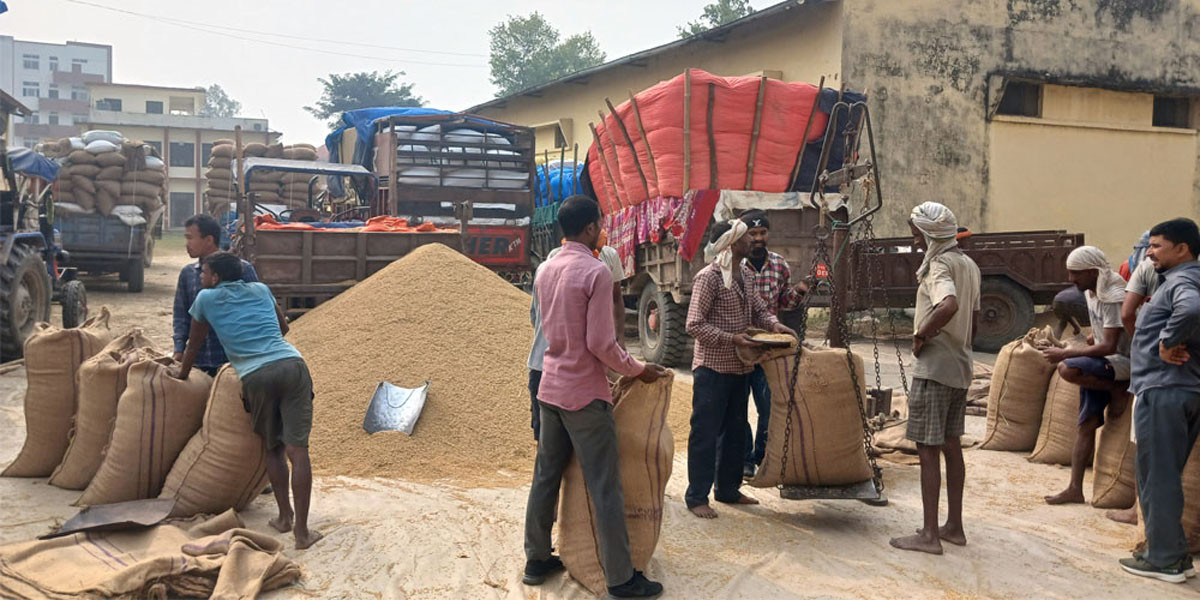 खाद्यद्वारा एक महिनामा ७४८ दशमलब ४७ क्विन्टल बढी धान खरिद