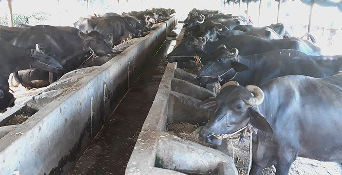 नेपालबाट चीनमा राँगाभैँसीको मासु निर्यात गर्न कतिको सहज ?