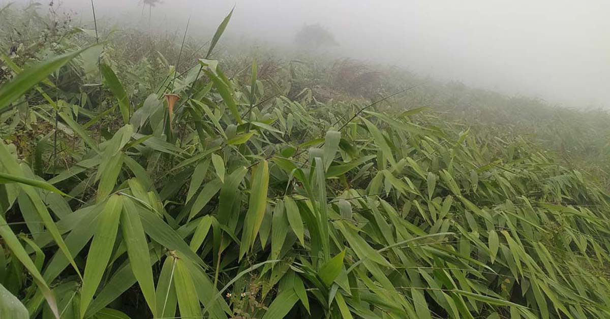 लालीगुराँसका पकेट क्षेत्रमा अम्रिसो खेती, लालीगुराँस कार्यक्रम असफल