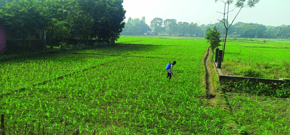 आम्दानी चार गुणा बढेपछि गहुँबाट मकै खेतीतिर लागे किसान