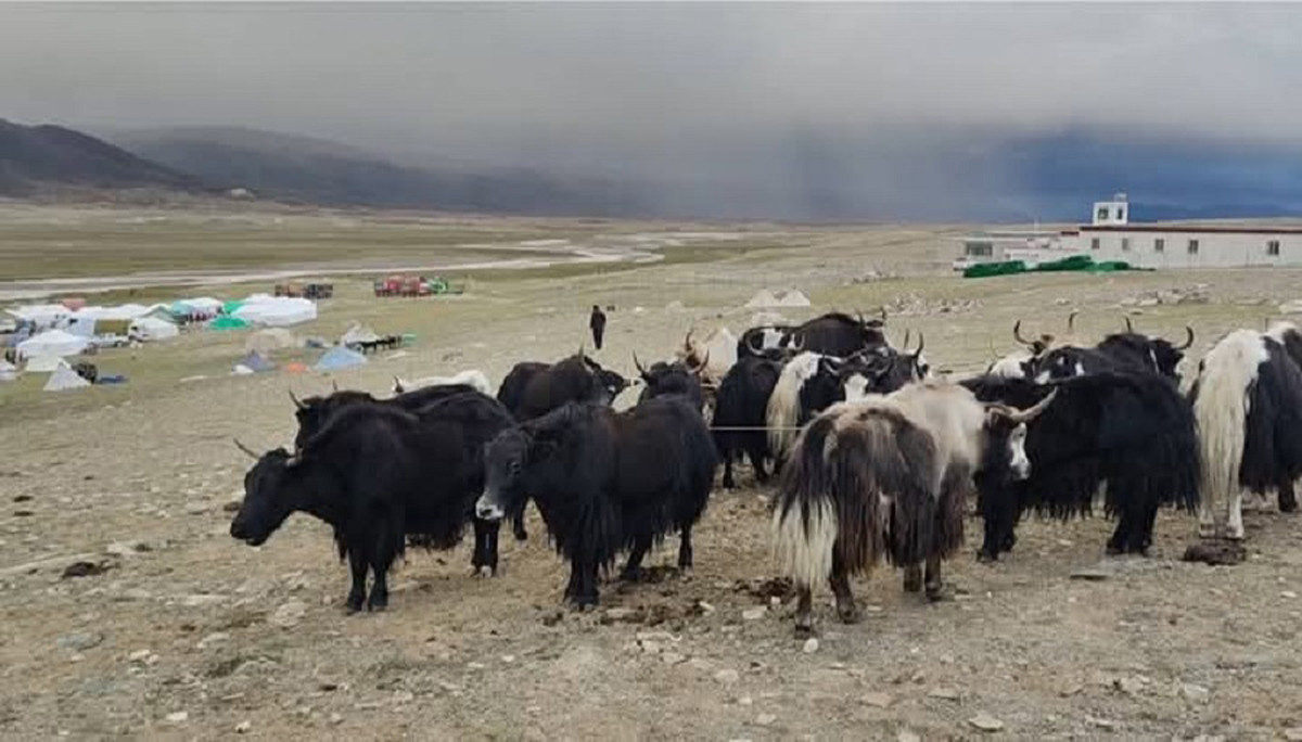 मुगुमा अज्ञात रोगका कारण धमाधम चौरी मर्न थाले