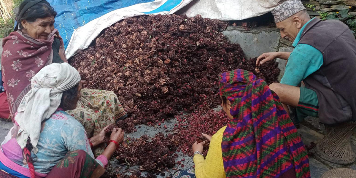 अलैँची उत्पादनमा वृद्धि, एकै वर्षमा छ करोडको कारोबार