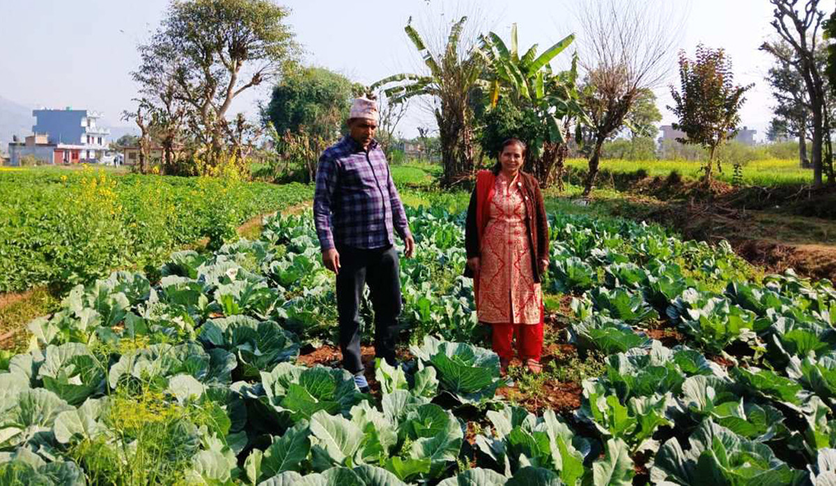 वडाध्यक्ष दुर्गाप्रसाद पोखरेलको लोभलाग्दो कृषि कर्म