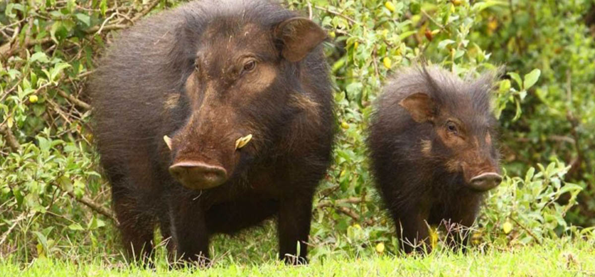 जङ्गली बँदेल बस्तीमा पसेर बालीमा क्षति