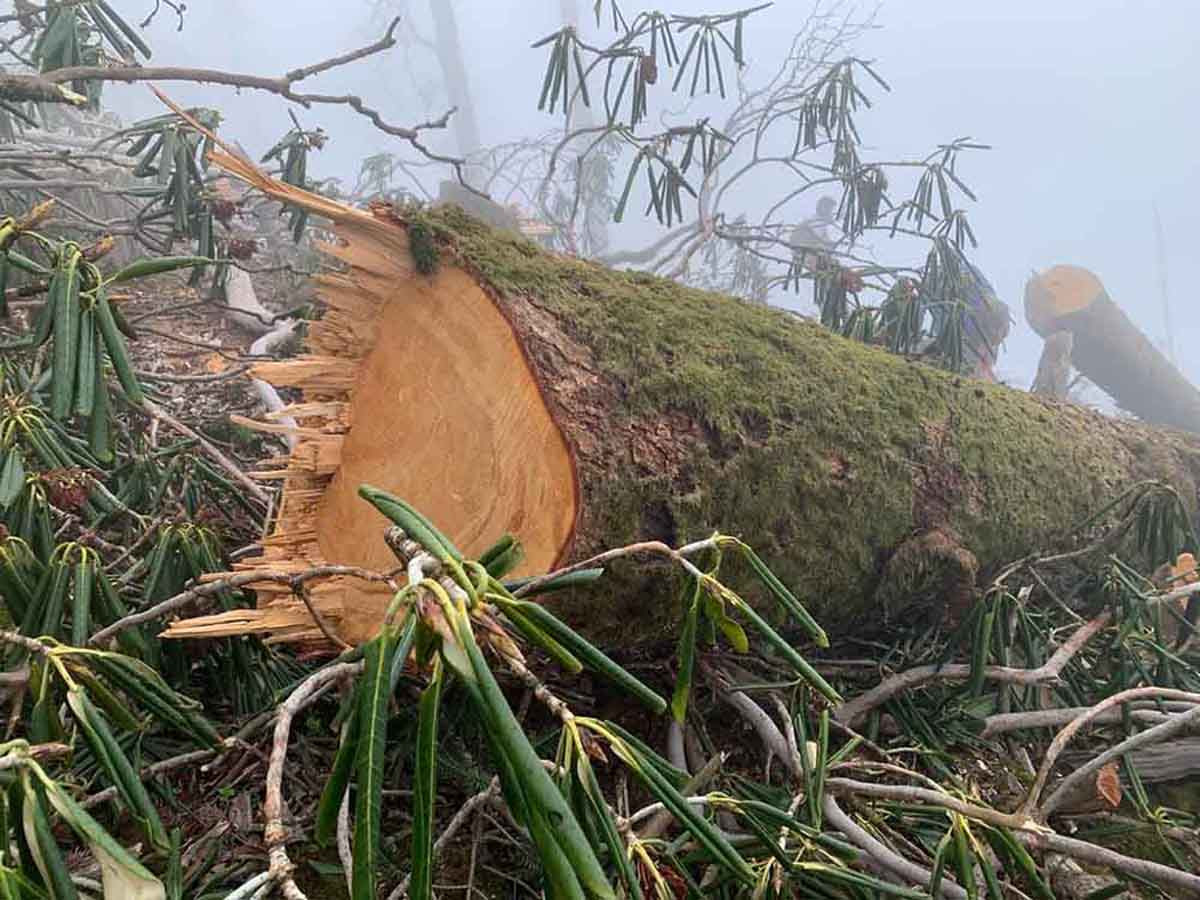 केबलकार निर्माण कम्पनीले पाथीभरा क्षेत्रको बाँकी रूख कटान गर्यो