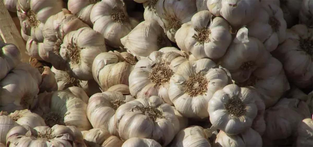 नेपालमा 'अस्वाभाविक' परिमाणमा अर्बौँ रुपैयाँको लसुन आयात, कारण खोज्दै अधिकारीहरू
