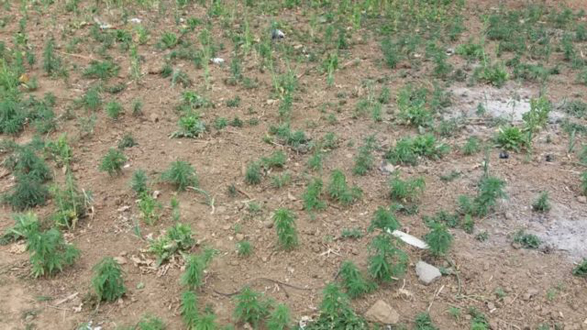 गाँजा खेती गर्न पाँच हजार देखि ५० लाखसम्म इजाजत शुल्कको प्रावधान