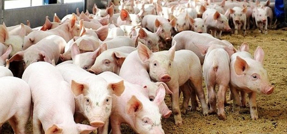 गोरखामा अफ्रिकन स्वाइन फिभरको कहर: दुई महिनामा २५० भन्दा बढी सुँगुर र बङ्गुर मरे